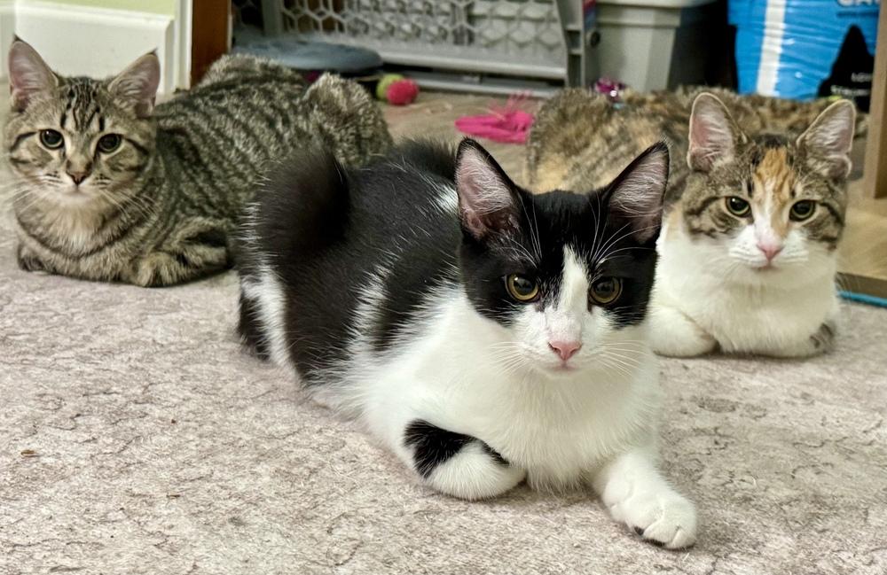 Enlarge Dorothy, a Adoptable Domestic Short Hair in Springdale, PA image 3/6