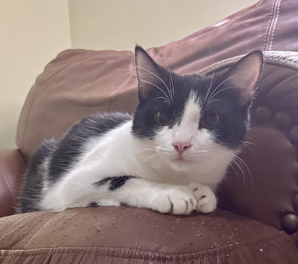 Enlarge Dorothy, a Adoptable Domestic Short Hair in Springdale, PA image 3/6