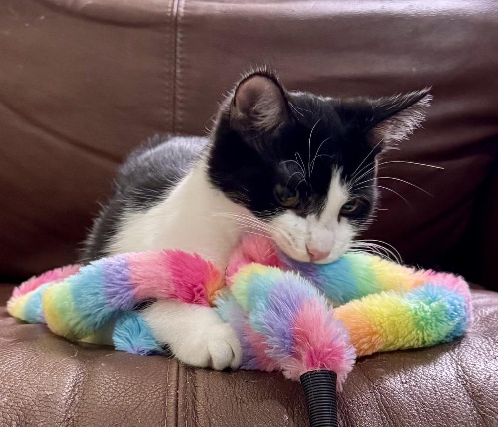 Enlarge Dorothy, a Adoptable Domestic Short Hair in Springdale, PA image 4/6