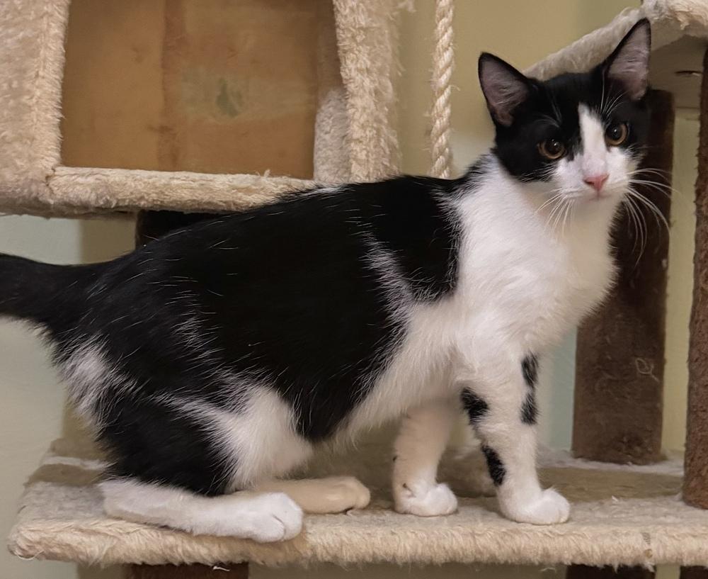 Enlarge Dorothy, a Adoptable Domestic Short Hair in Springdale, PA image 5/6