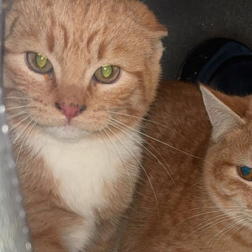 Enlarge Gouda, a Adoptable Domestic Medium Hair in Wadena, MN image 1/2