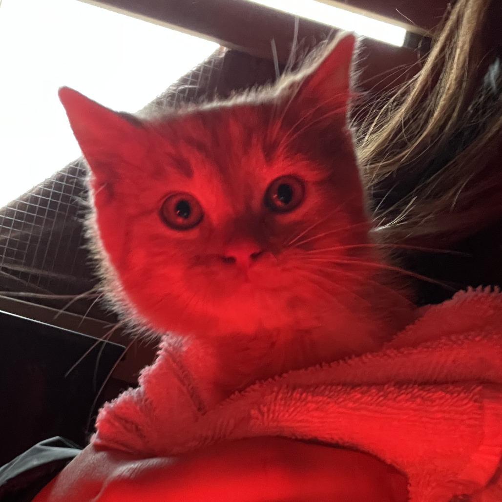 Gouda, Adoptable, Kitten Male Domestic Medium Hair.