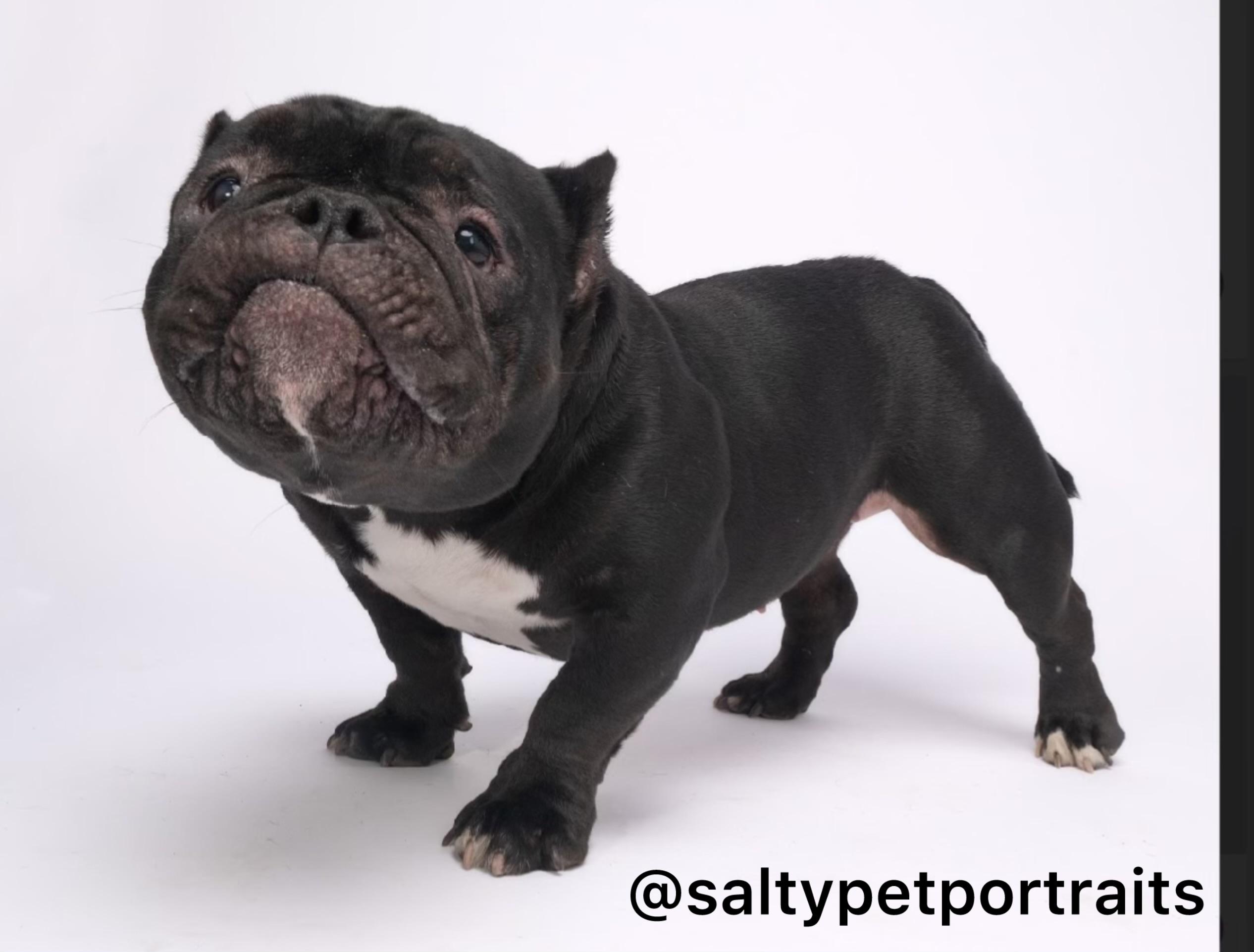 Enlarge Raisin - adoption pending, a Adoptable mixed breed in Eugene, OR image 3/5