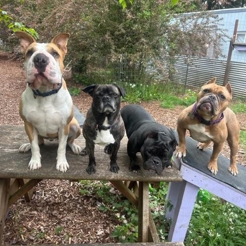 Raisin - adoption pending, Adoptable, Adult Female French Bulldog & English Bulldog.