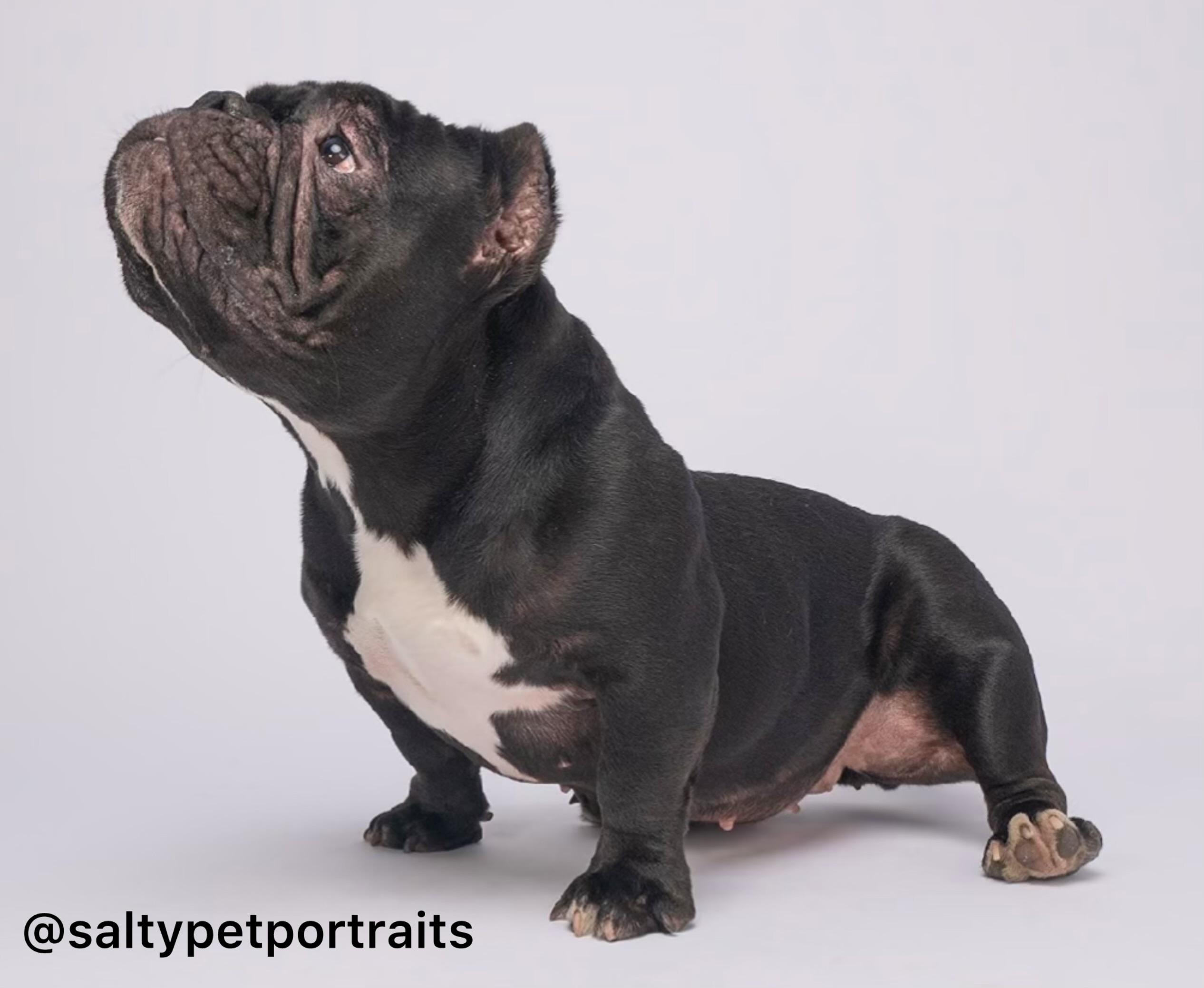 Enlarge Raisin - adoption pending, a Adoptable mixed breed in Eugene, OR image 4/5