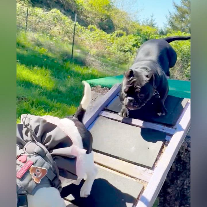 Enlarge Raisin - adoption pending, a Adoptable mixed breed in Eugene, OR video 2/5