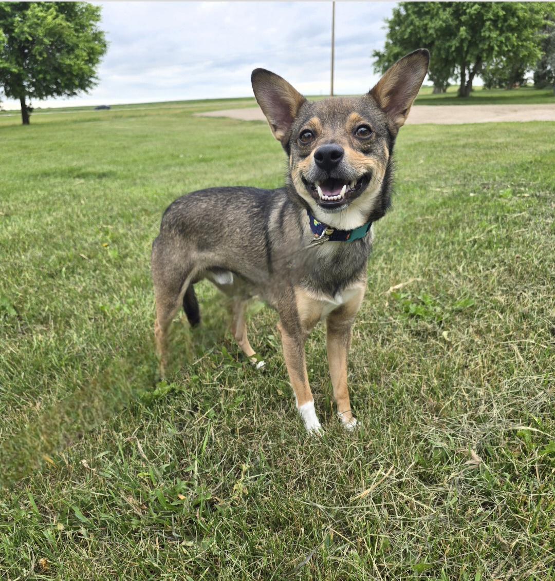 Yodi, ADOPTABLE, Adult Male Corgi & Chihuahua.