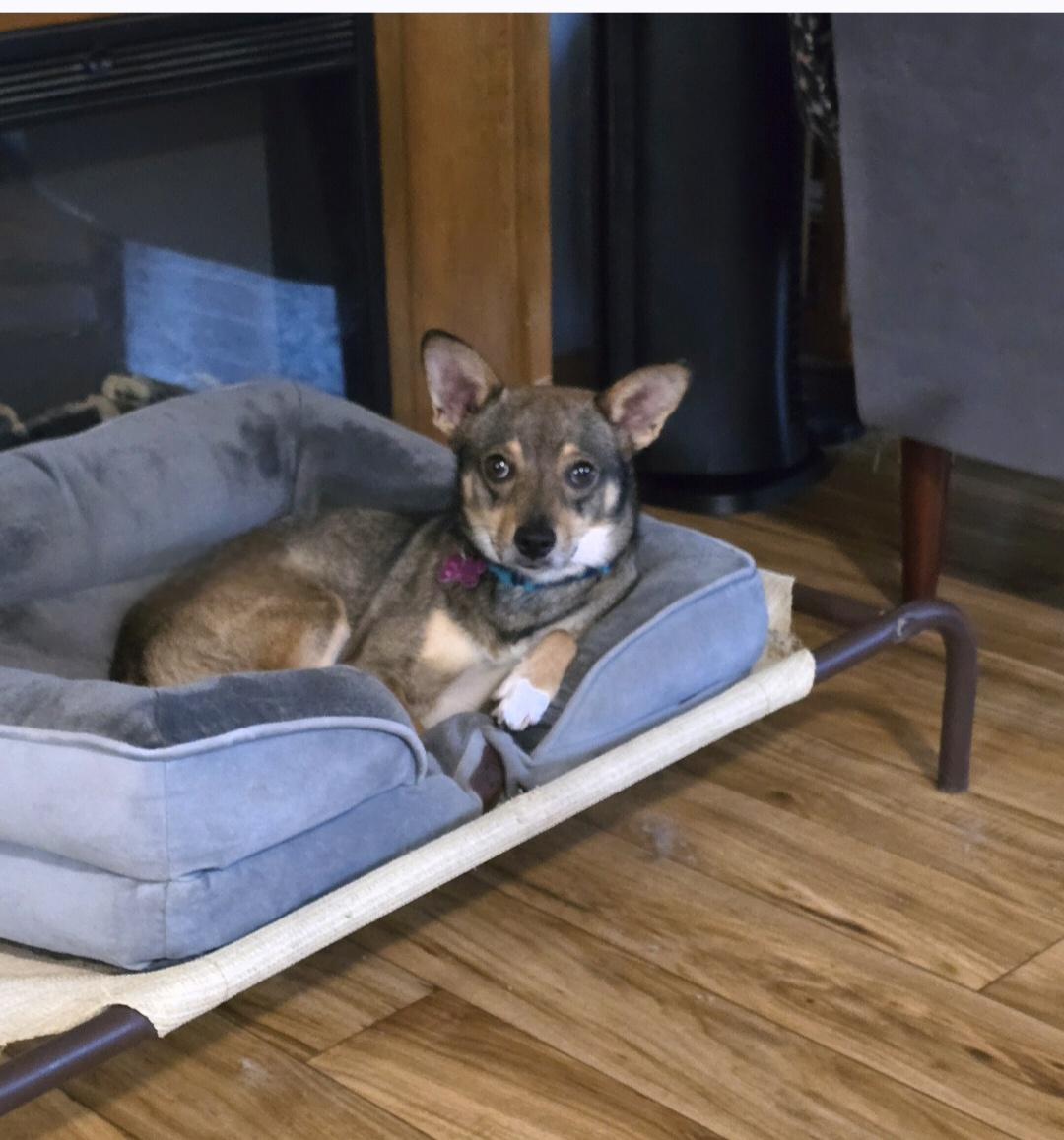 Enlarge Yodi, a ADOPTABLE mixed breed in Jamestown, ND image 4/5