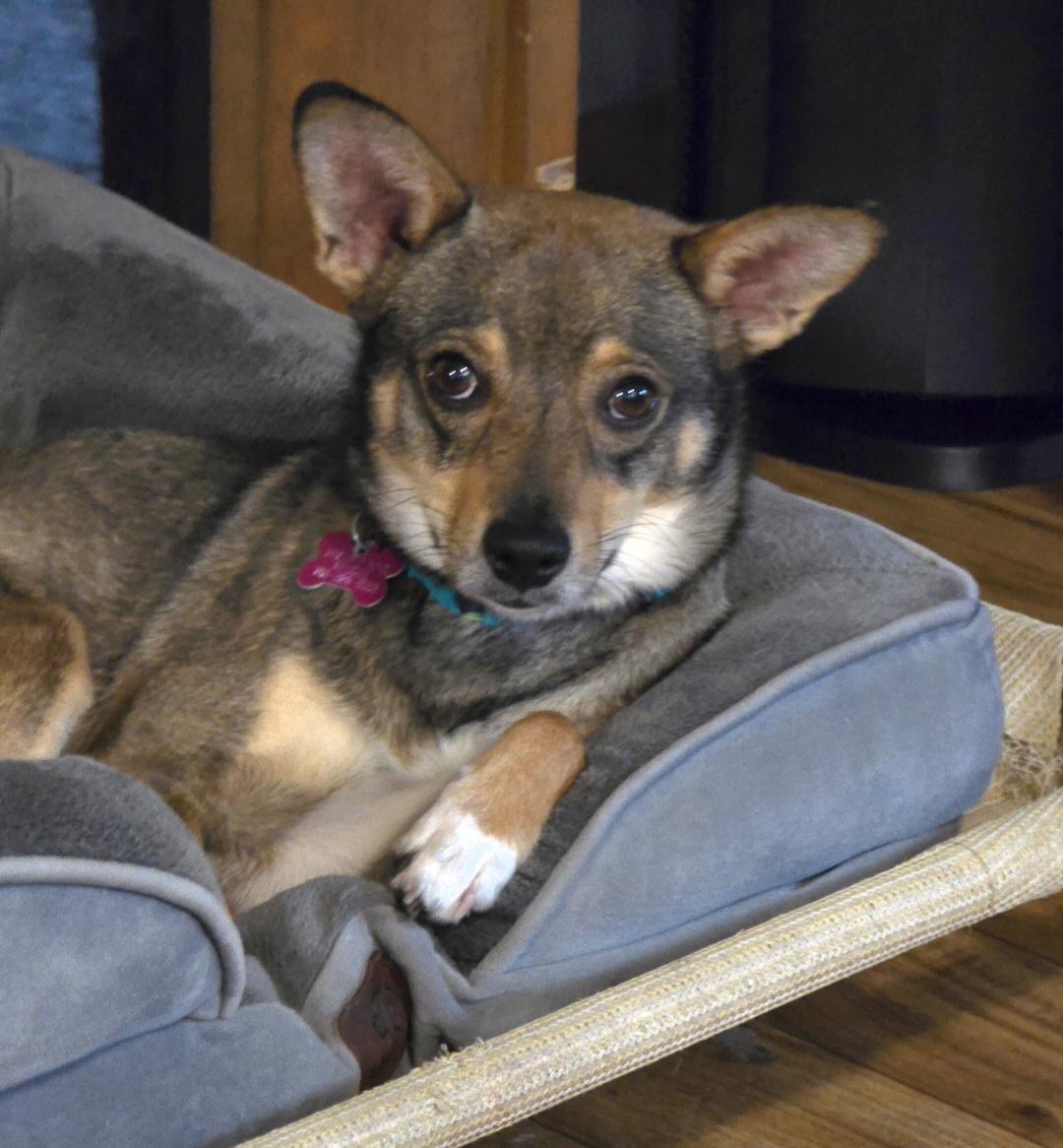 Enlarge Yodi, a ADOPTABLE mixed breed in Jamestown, ND image 2/5