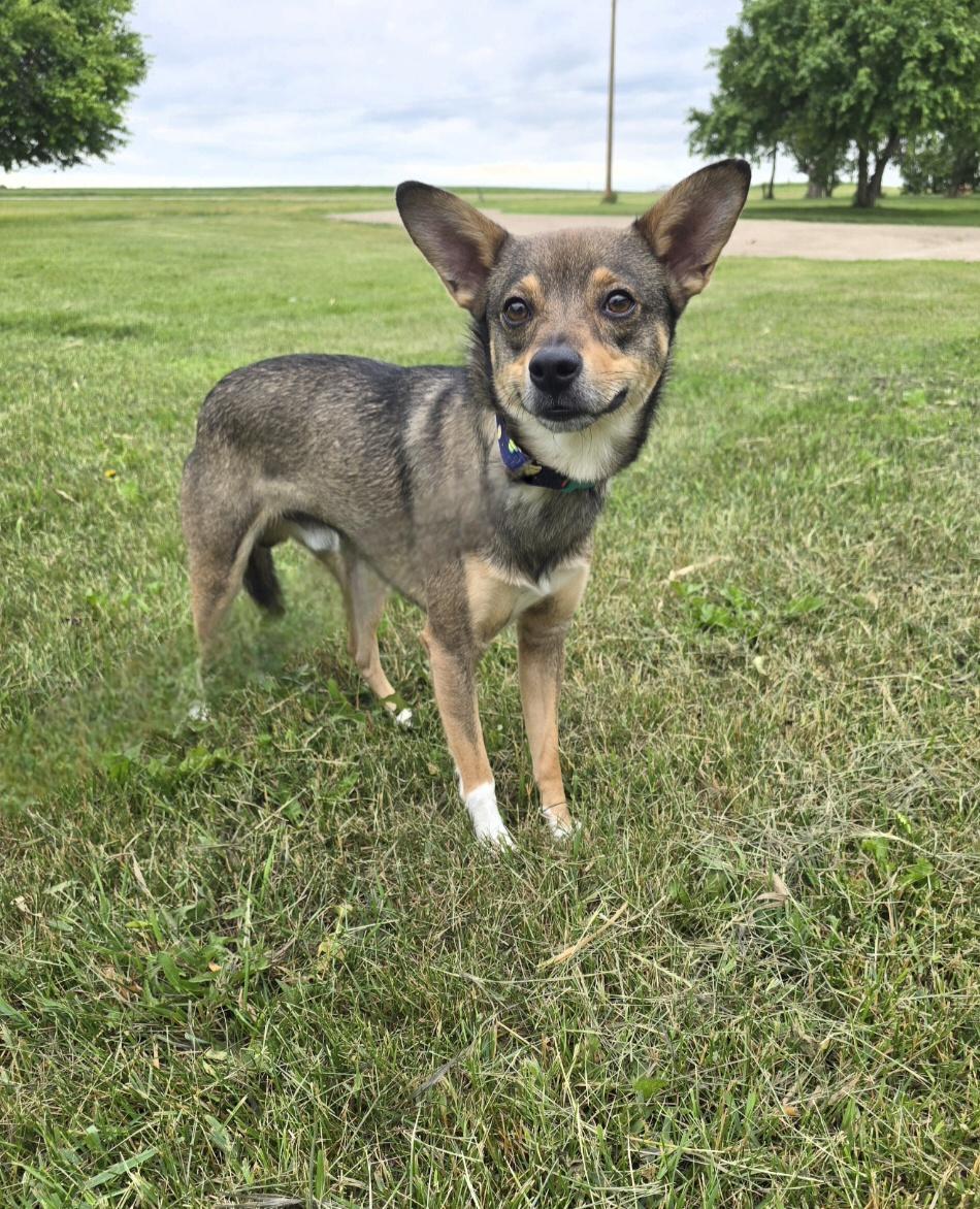 Enlarge Yodi, a ADOPTABLE mixed breed in Jamestown, ND image 3/5