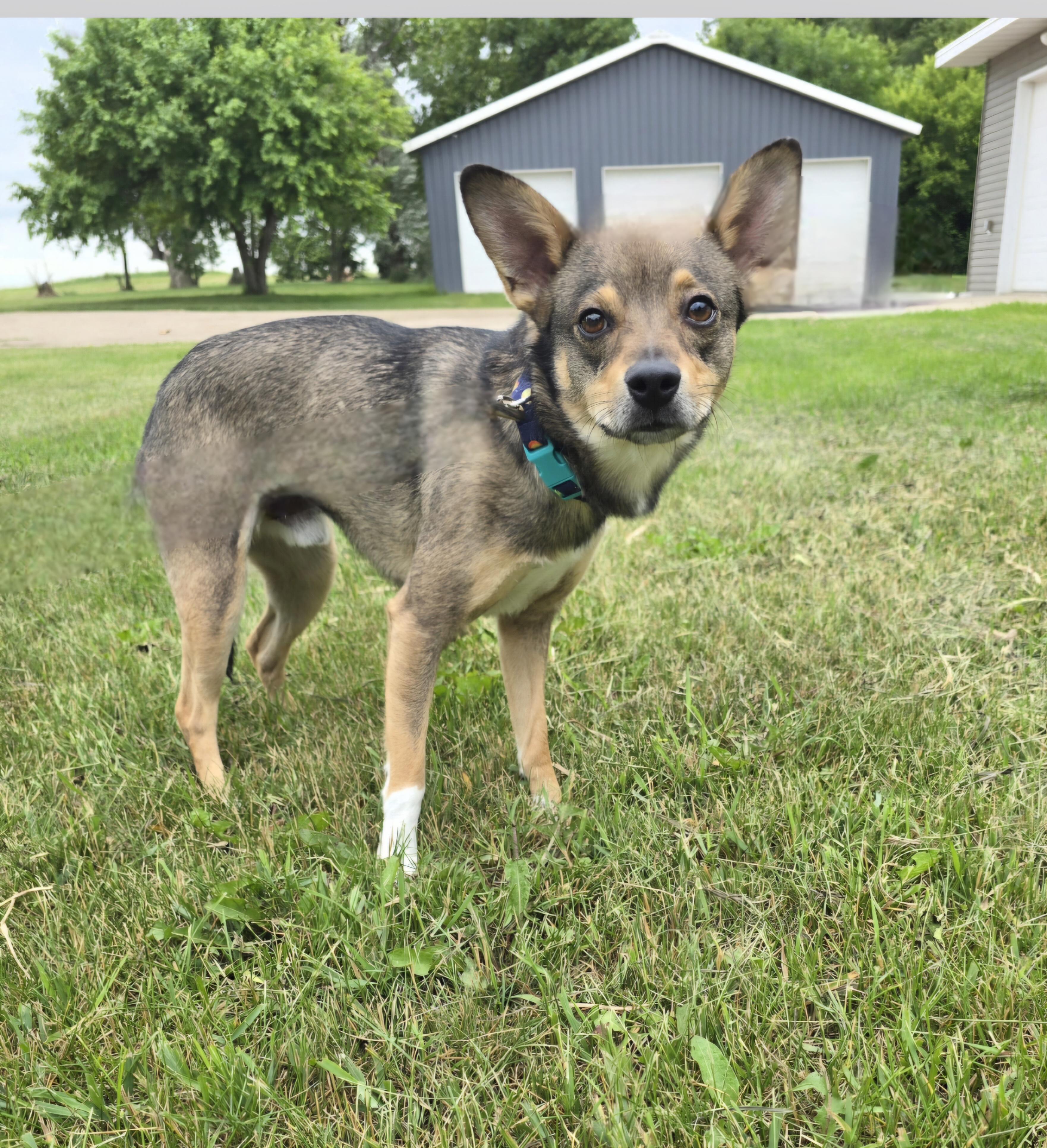 Enlarge Yodi, a ADOPTABLE mixed breed in Jamestown, ND image 5/5