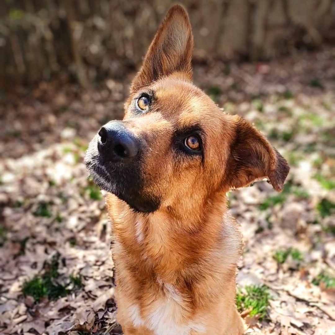 Schatzi — thumbnail 2