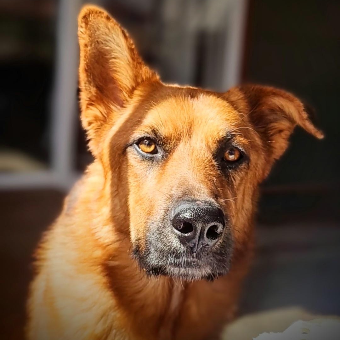 Schatzi — thumbnail 3