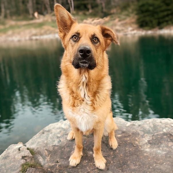 Schatzi — thumbnail 4