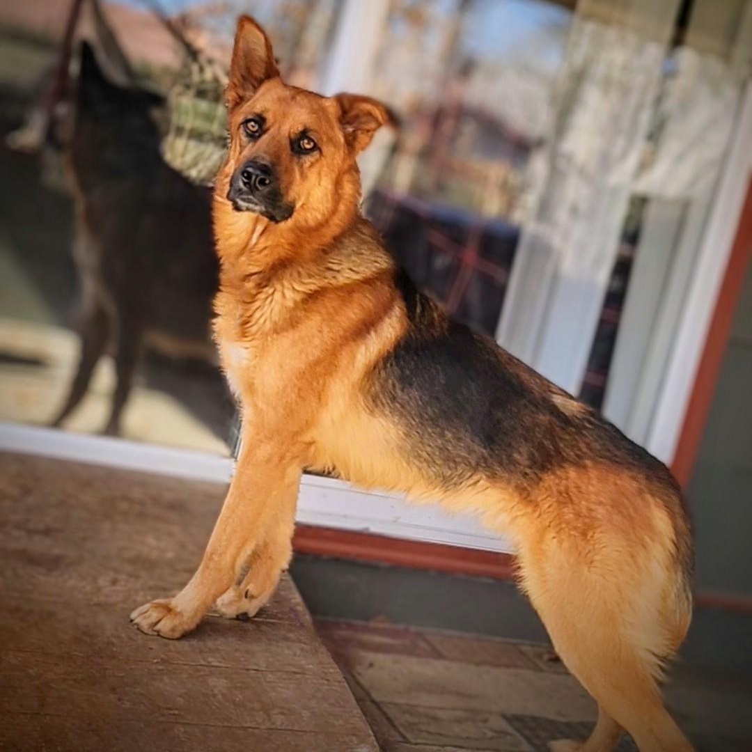 Schatzi — thumbnail 5