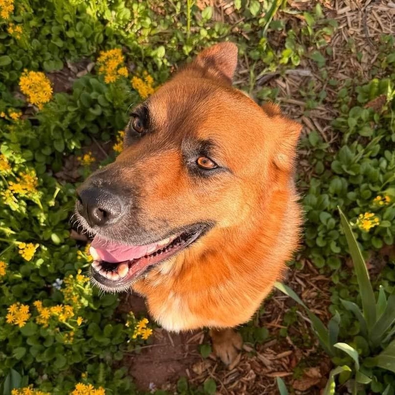 Schatzi — thumbnail 6