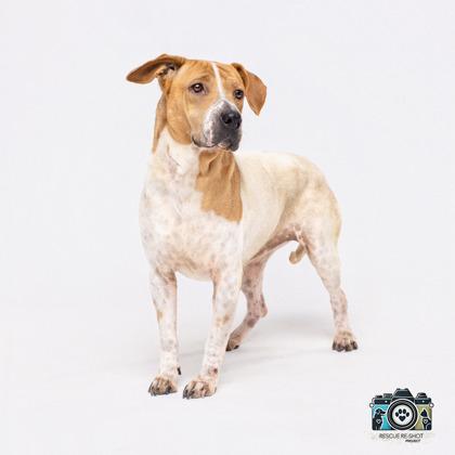 Enlarge Emerald*, a Adoptable mixed breed in El Paso, TX image 1/3