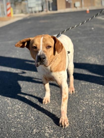 Enlarge Emerald*, a Adoptable mixed breed in El Paso, TX image 2/3
