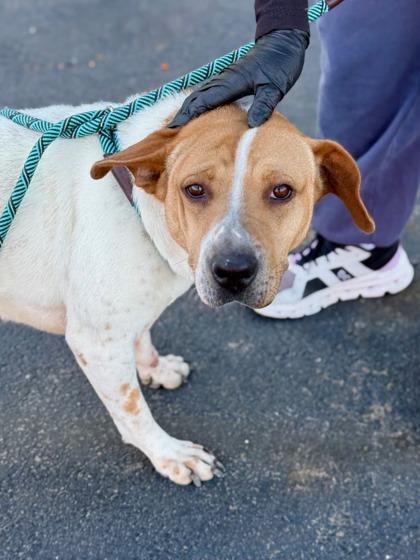 Enlarge Emerald*, a Adoptable mixed breed in El Paso, TX image 3/3