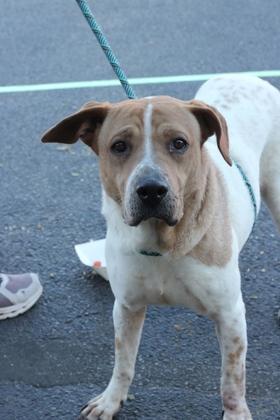 Enlarge Emerald*, a Adoptable mixed breed in El Paso, TX image 3/3