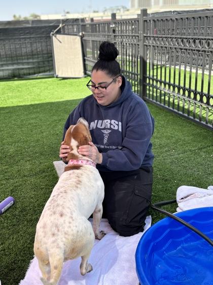 Enlarge Emerald*, a Adoptable mixed breed in El Paso, TX image 2/3
