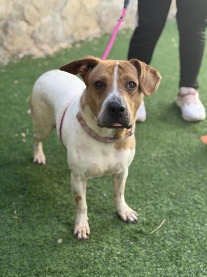 Emerald*, a Adoptable mixed breed in El Paso, TX image 3/3