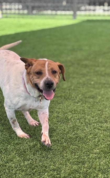 Enlarge Emerald*, a Adoptable mixed breed in El Paso, TX image 3/3