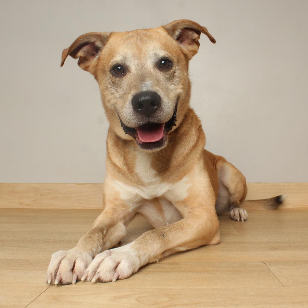 Enlarge Luke D71364, a Adoptable Yellow Labrador Retriever in Minnetonka, MN image 1/4