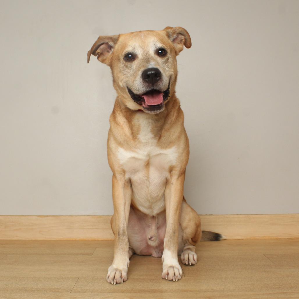 Enlarge Luke D71364, a Adoptable Yellow Labrador Retriever in Minnetonka, MN image 2/4