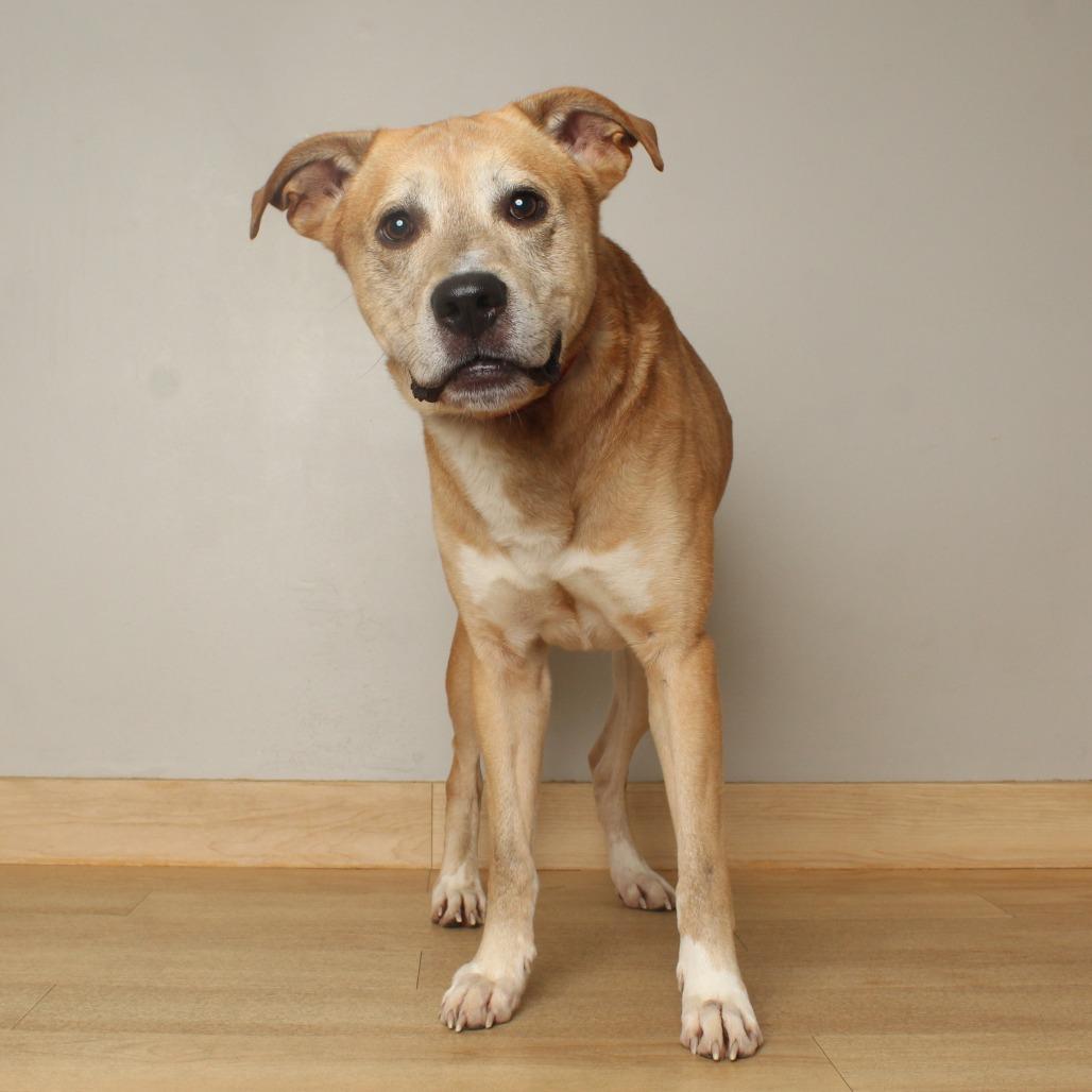 Enlarge Luke D71364, a Adoptable Yellow Labrador Retriever in Minnetonka, MN image 3/4