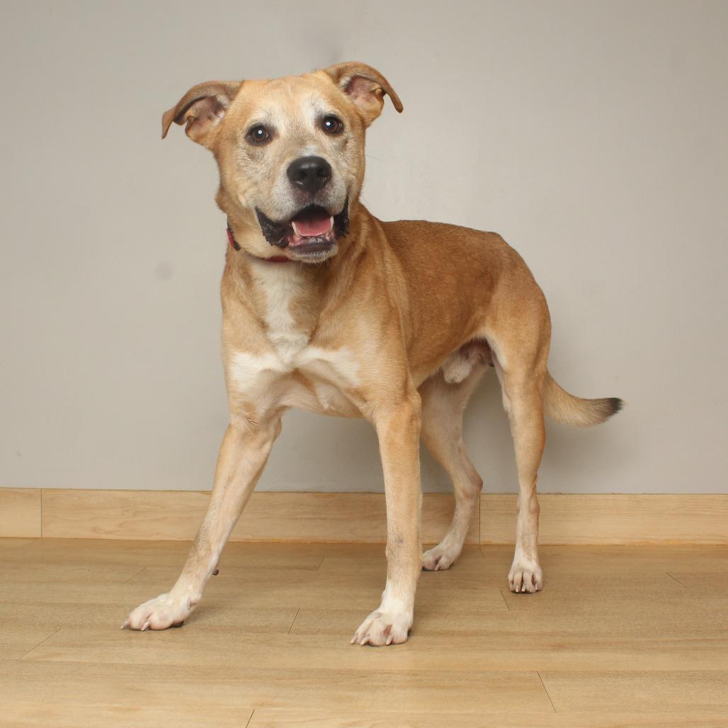 Enlarge Luke D71364, a Adoptable Yellow Labrador Retriever in Minnetonka, MN image 4/4