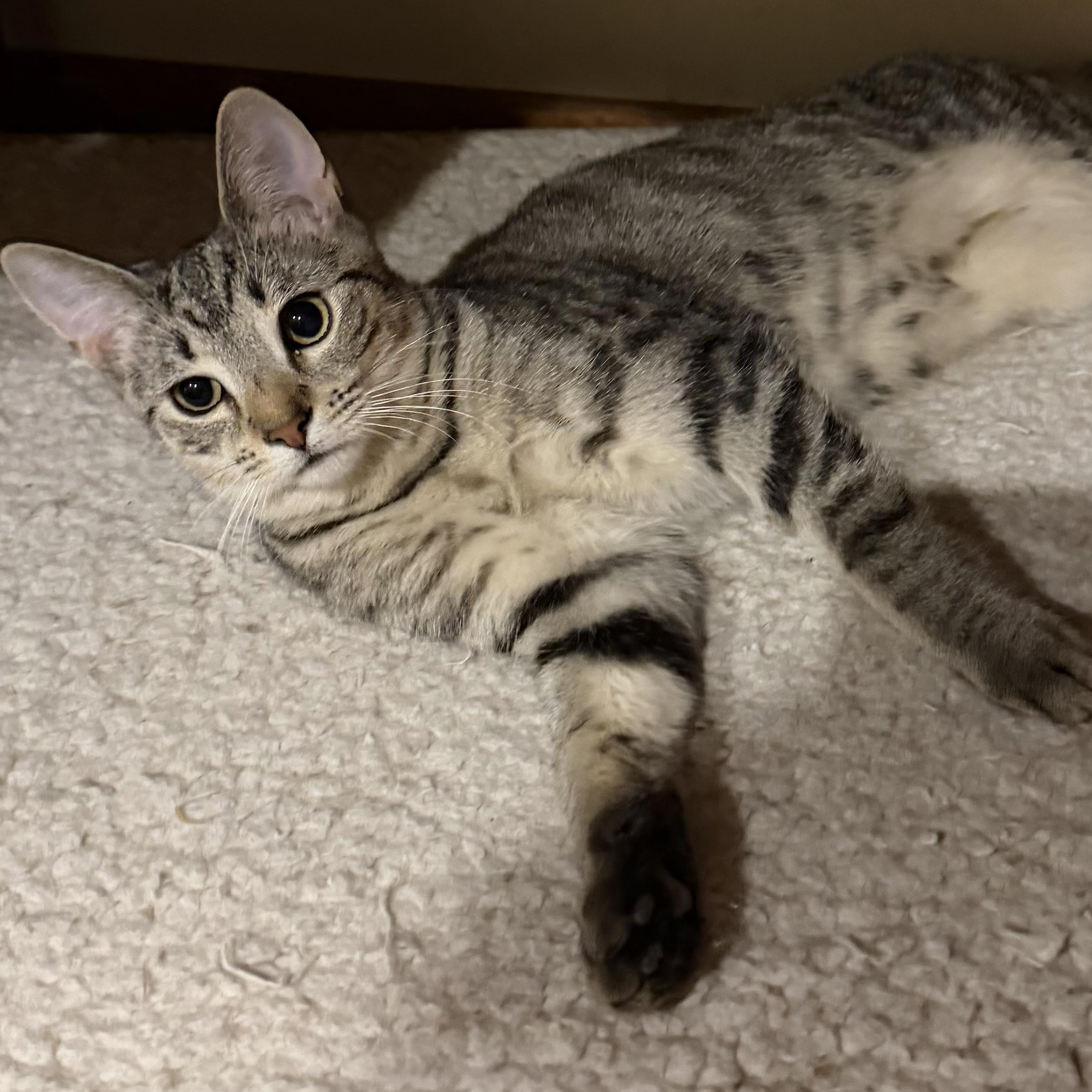 Talia, ADOPTABLE, Kitten Female Domestic Short Hair.