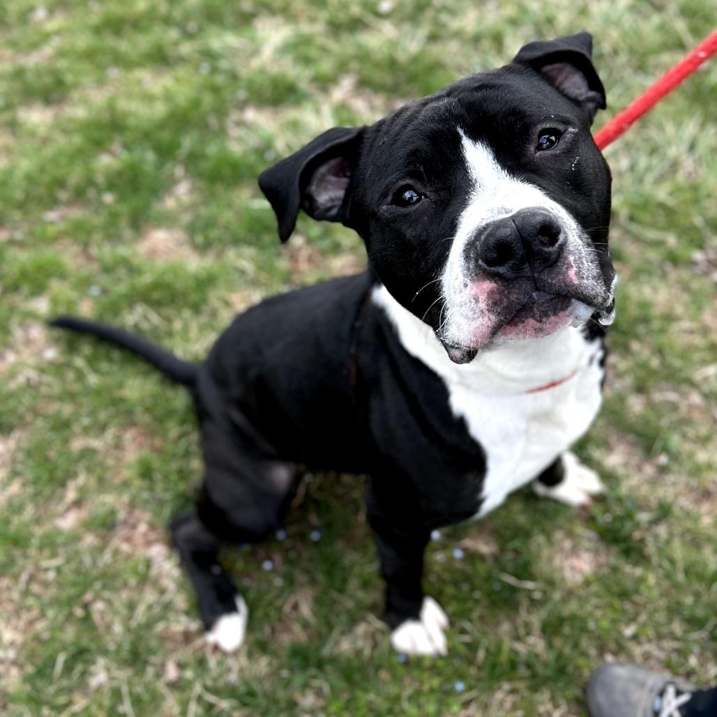 Chaplin, a Adoptable Pit Bull Terrier in York, PA image 1/6