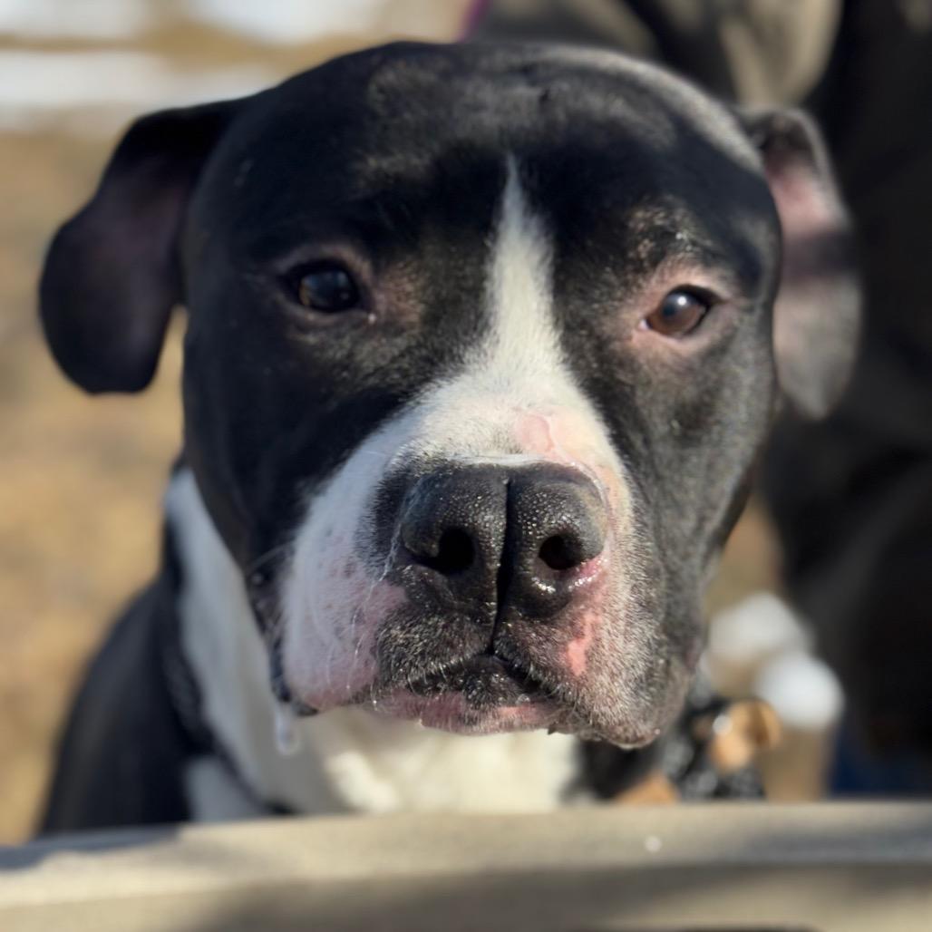 Chaplin, a Adoptable Pit Bull Terrier in York, PA image 4/6