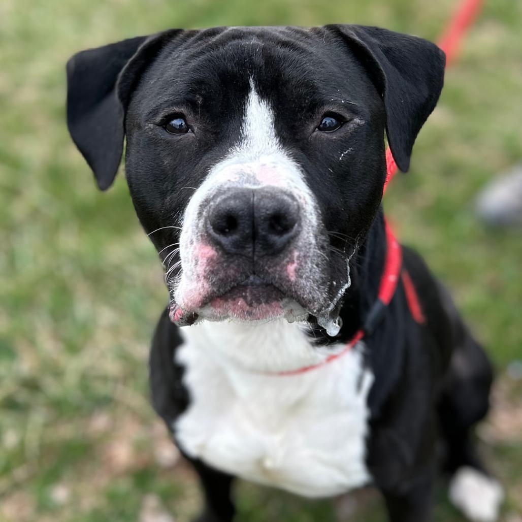 Chaplin, a Adoptable Pit Bull Terrier in York, PA image 5/6