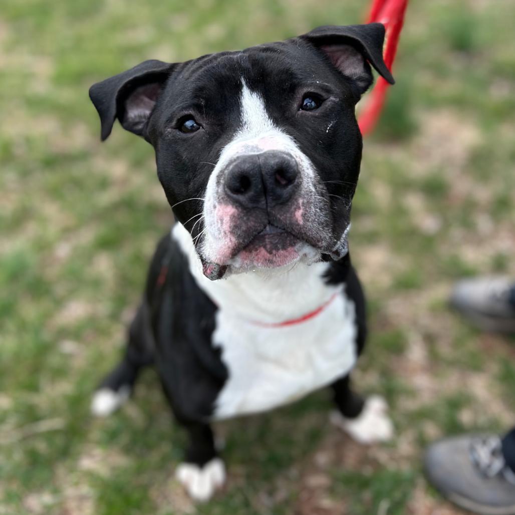 Chaplin, a Adoptable Pit Bull Terrier in York, PA image 6/6