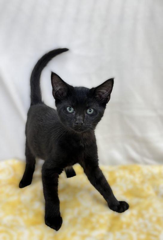 Griff, Adopted, Kitten Male Domestic Short Hair.