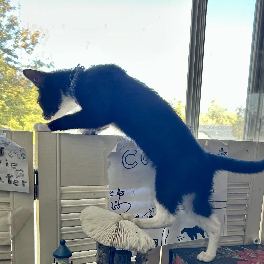 Lux, Adoptable, Young Female Domestic Medium Hair.