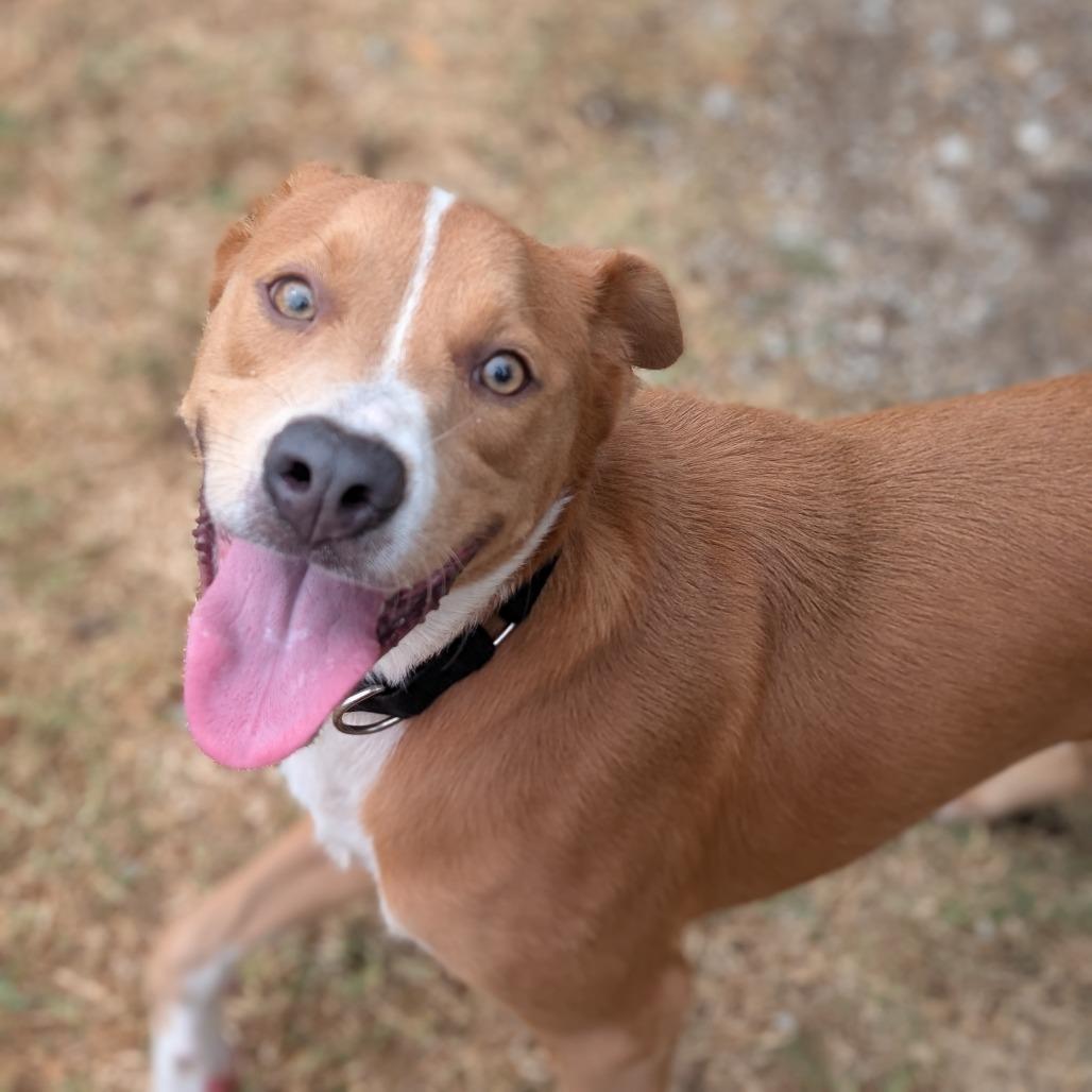 Bruno, Adoptable, Young Male Pit Bull Terrier & Mixed Breed.