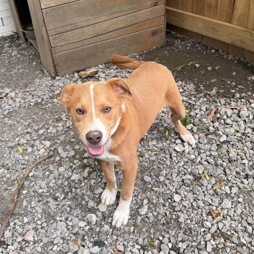 Enlarge Bruno, a Adoptable mixed breed in Tulsa, OK image 2/6
