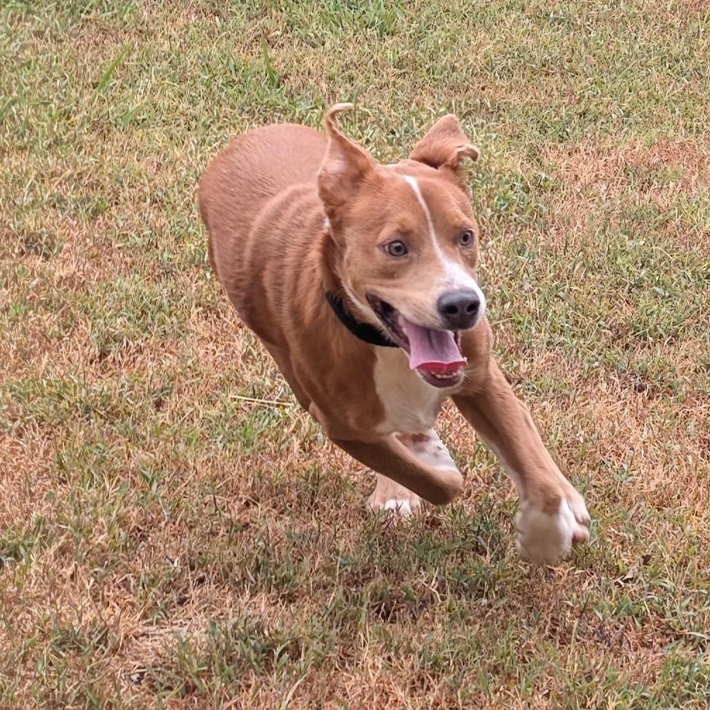 Enlarge Bruno, a Adoptable mixed breed in Tulsa, OK image 3/6