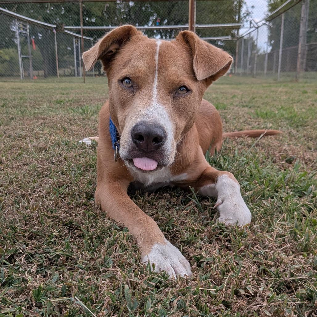 Enlarge Bruno, a Adoptable mixed breed in Tulsa, OK image 4/6