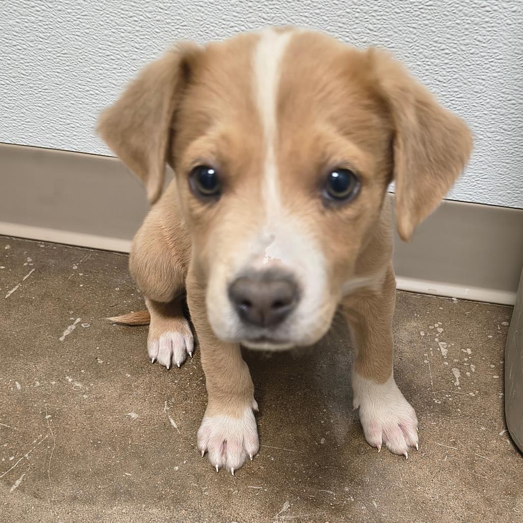 Enlarge Bruno, a Adoptable mixed breed in Tulsa, OK image 5/6