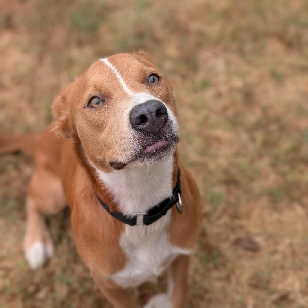 Enlarge Bruno, a Adoptable mixed breed in Tulsa, OK image 6/6