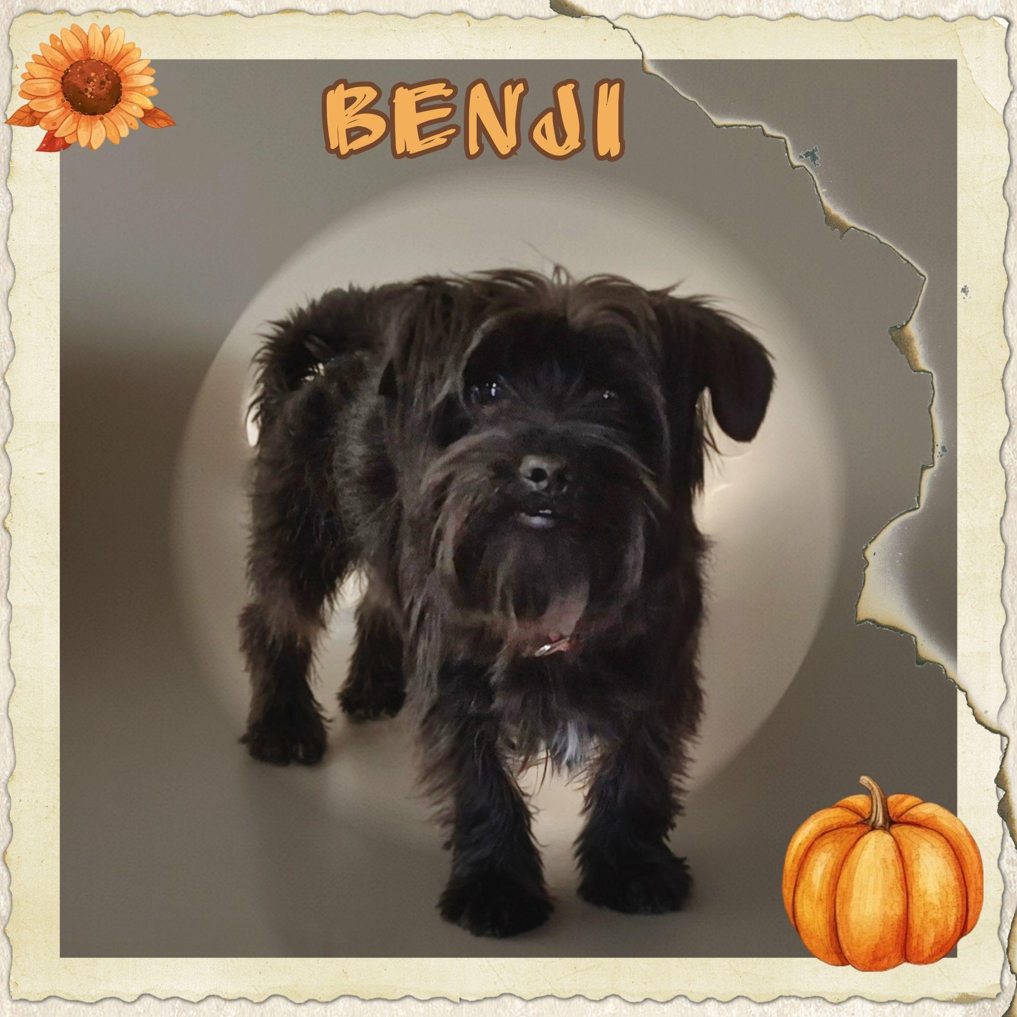 Benji, an adoptable Shih Tzu, Affenpinscher in Grove, OK, 74344 | Photo Image 3
