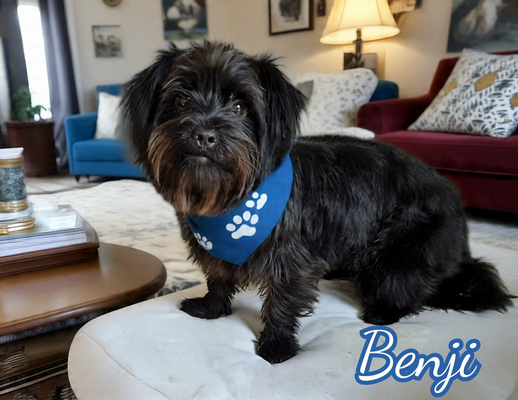 Benji, an adoptable Shih Tzu, Affenpinscher in Grove, OK, 74344 | Photo Image 1