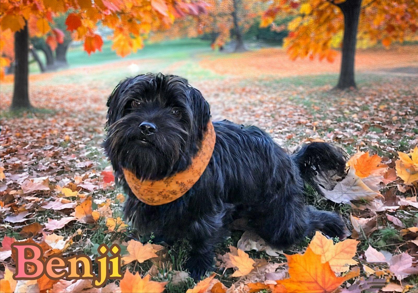 Benji, an adoptable Shih Tzu, Affenpinscher in Grove, OK, 74344 | Photo Image 4