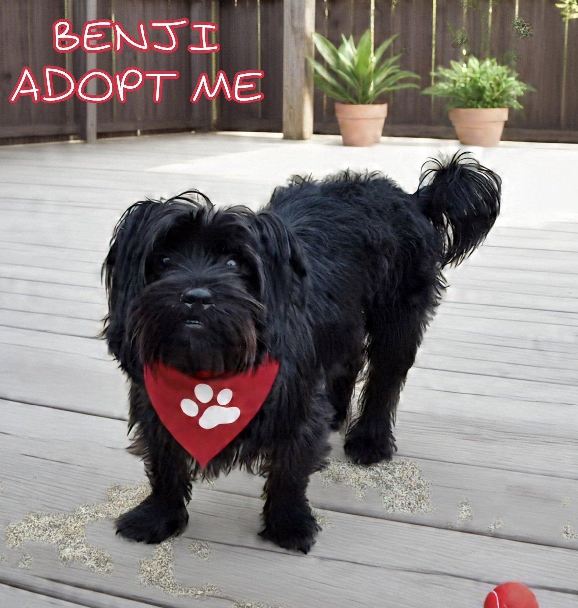 Benji, an adoptable Shih Tzu, Affenpinscher in Grove, OK, 74344 | Photo Image 2