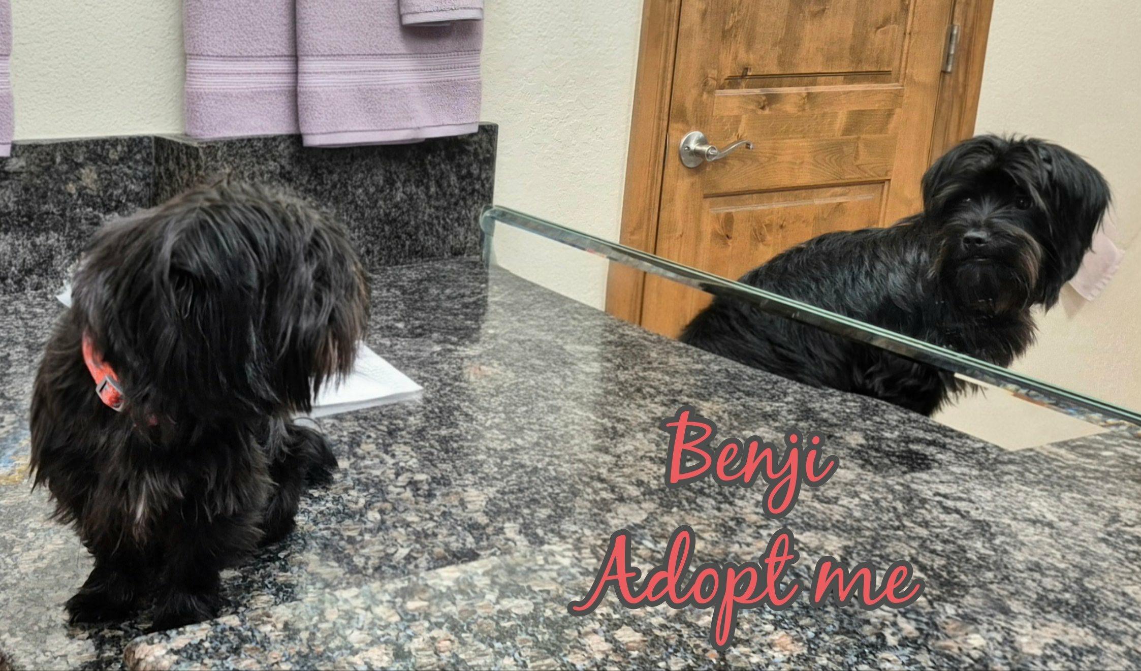 Benji, an adoptable Shih Tzu, Affenpinscher in Grove, OK, 74344 | Photo Image 5