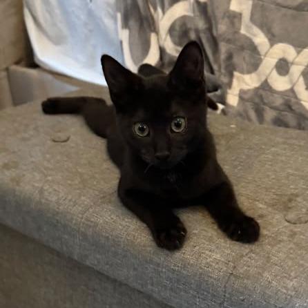 Stormi, a Adoptable mixed breed in Miami, FL image 2/3
